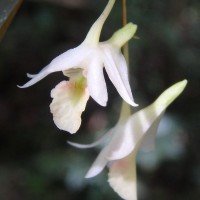 Dendrobium panduratum subsp. panduratum Lindl.